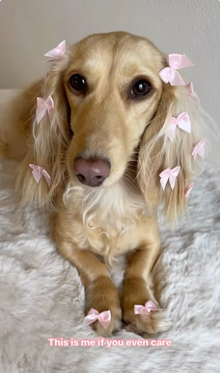 Dora - The muse behind PAWGO